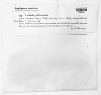 Lobaria pulmonaria image